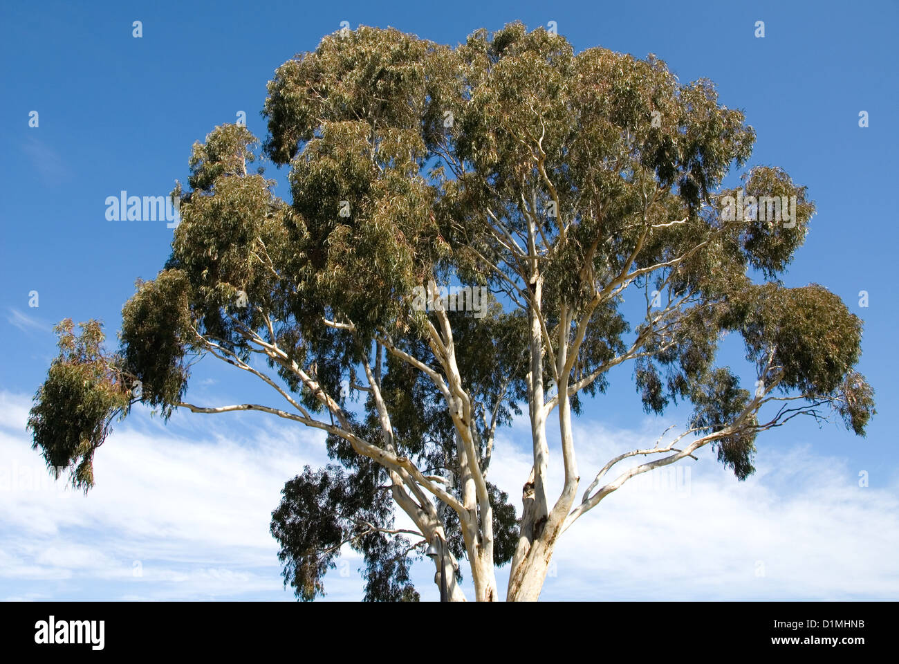 La couronne d'un eucalyptus, croissante à Canberra, Australie Banque D'Images