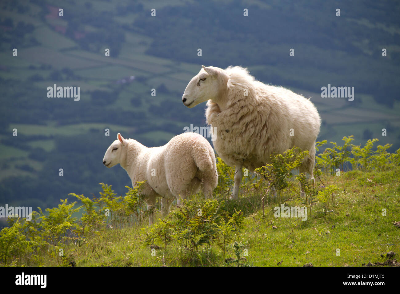 Deux moutons Banque D'Images