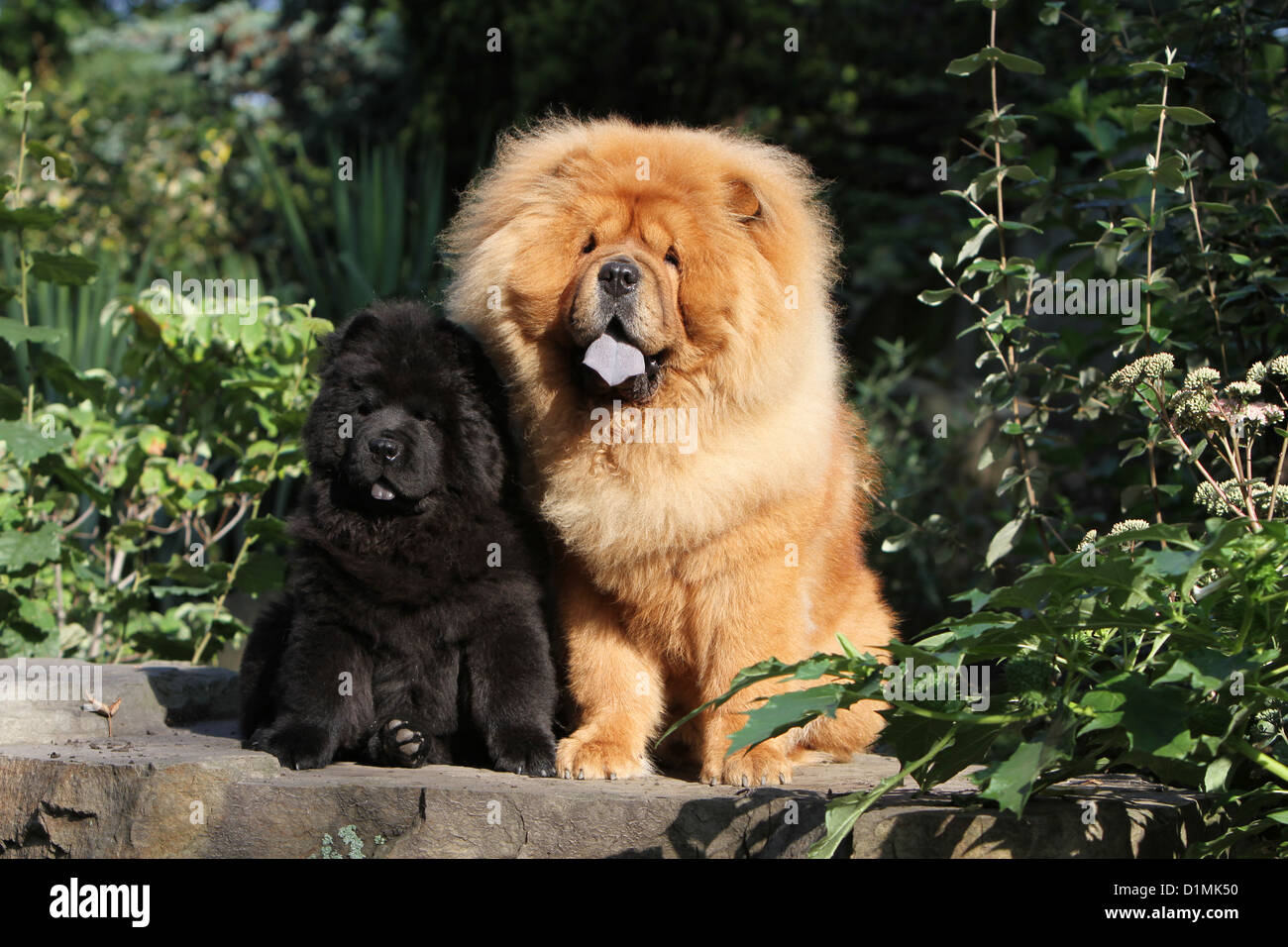 Dog chow chow chow-chow adulte et chiot (rouge et noir) sur un bois Photo  Stock - Alamy