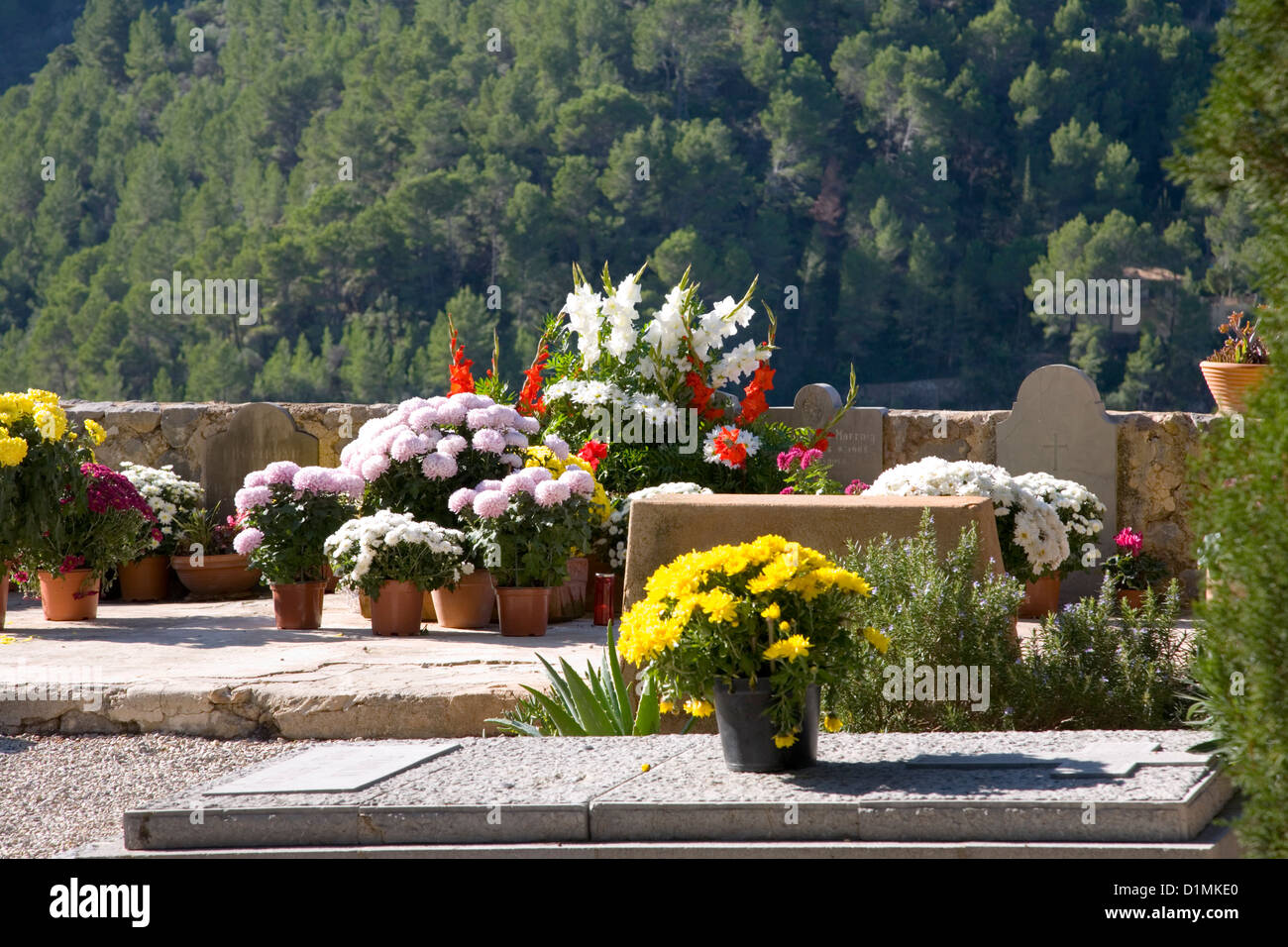 Deià, Majorque, Iles Baléares, Espagne. Fleurs colorées dans le cimetière de l'église paroissiale, l'Església de Sant Joan Baptista. Banque D'Images