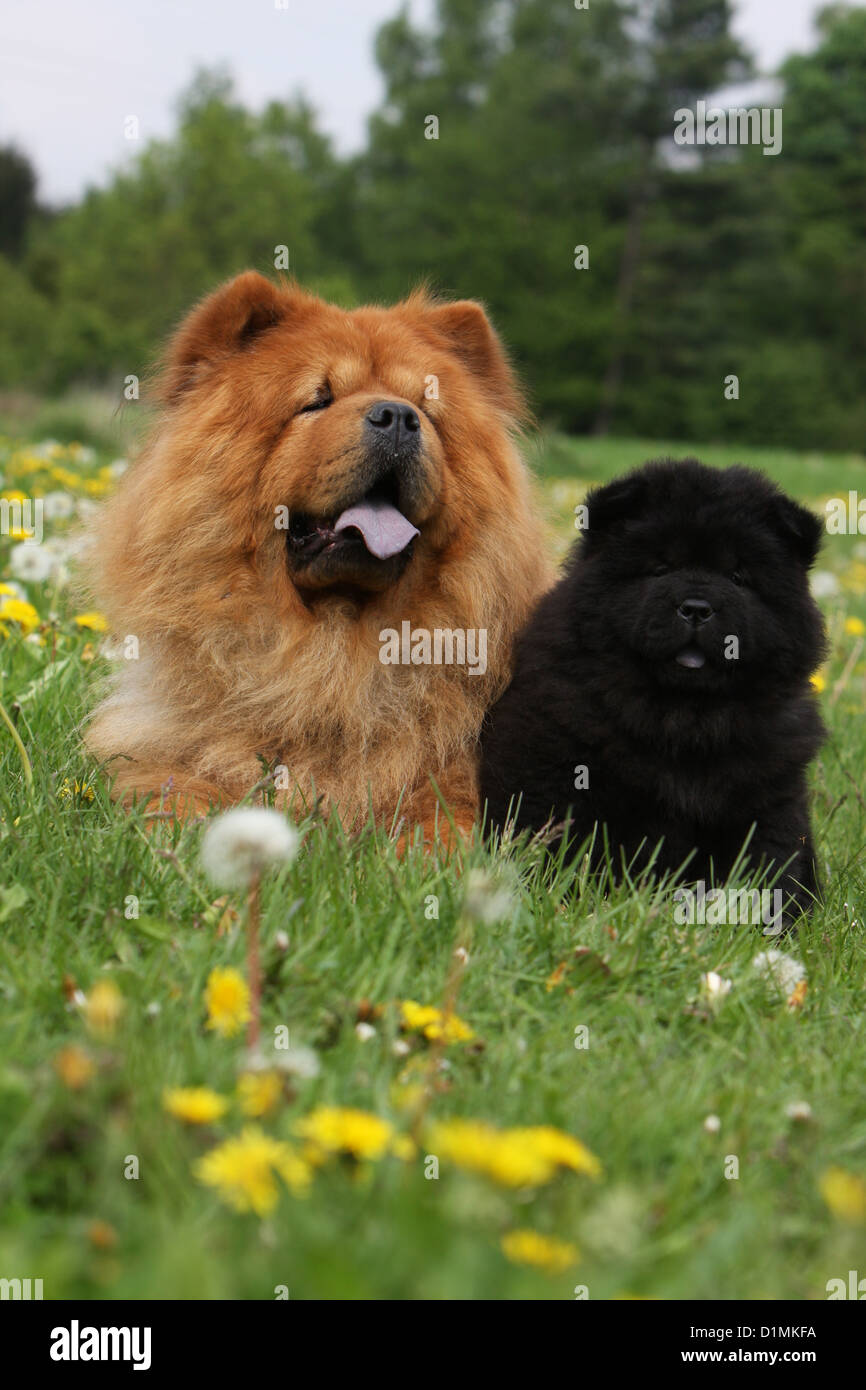 Dog chow chow chow-chow adulte et chiot (rouge et noir) dans un pré Banque D'Images