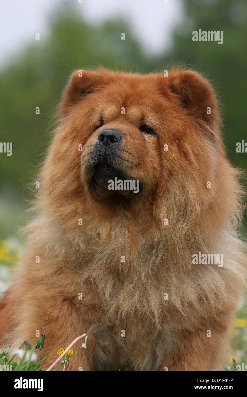 Dog chow chow chow-chow portrait rouge adultes Banque D'Images