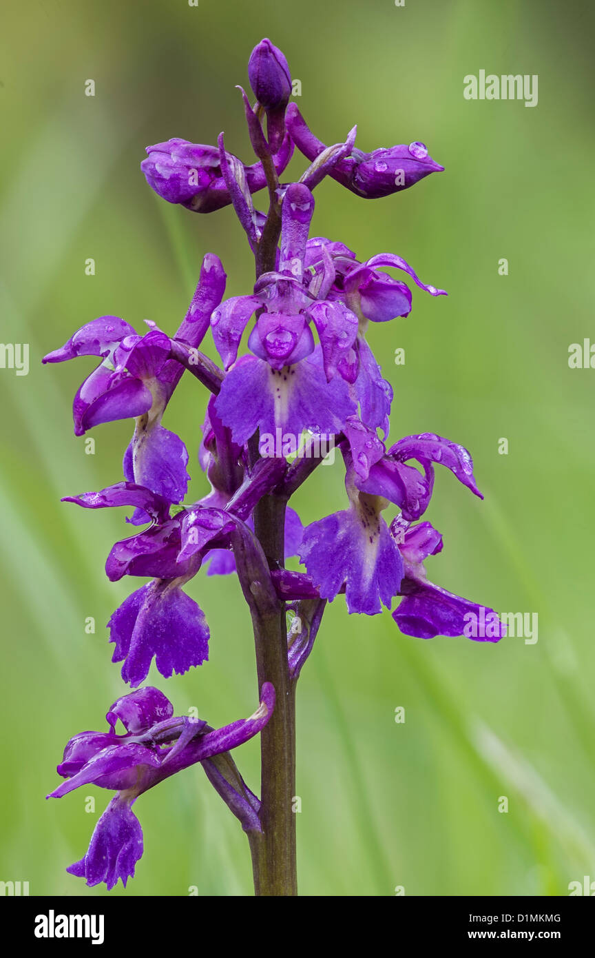 Early Purple Orchid Orchis mascula close-up Banque D'Images