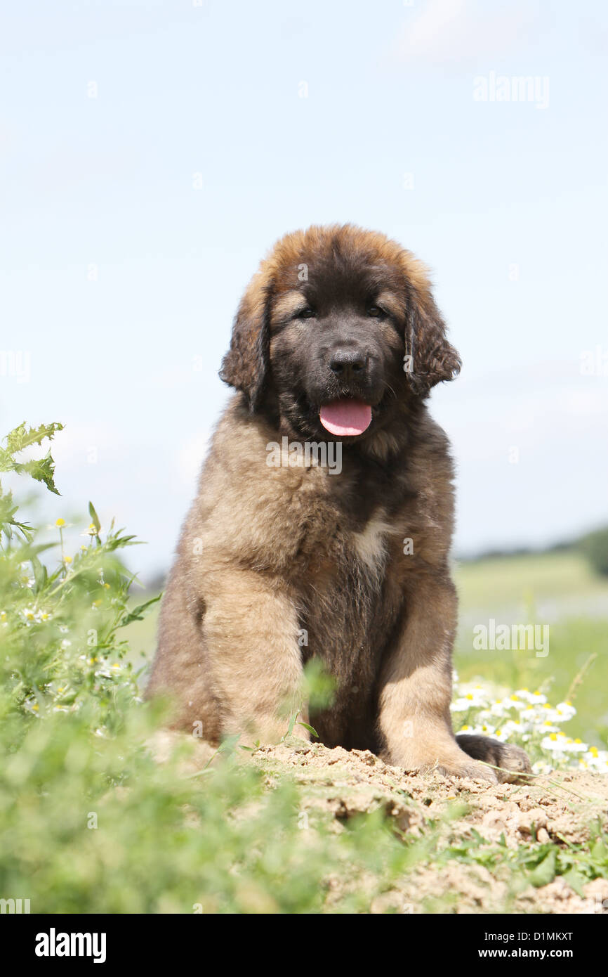 Chiot Leonberg chien assis dans un pré Photo Stock - Alamy