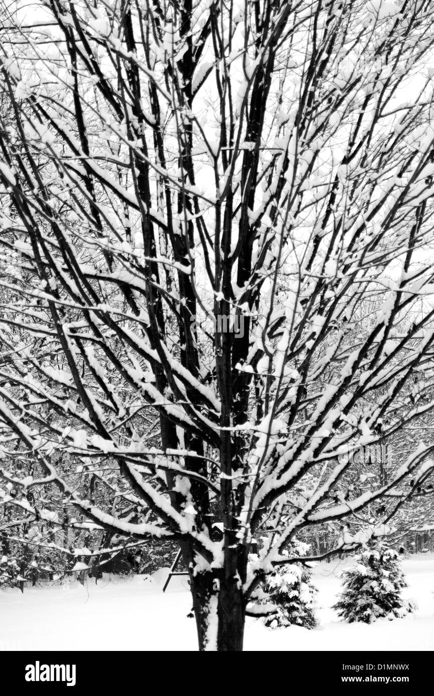 Une terre stérile, leafness les braves d'arbre dans un blizzard de l'hiver du Midwest. Une tempête a balayé le Midwest en décembre 2012. Banque D'Images