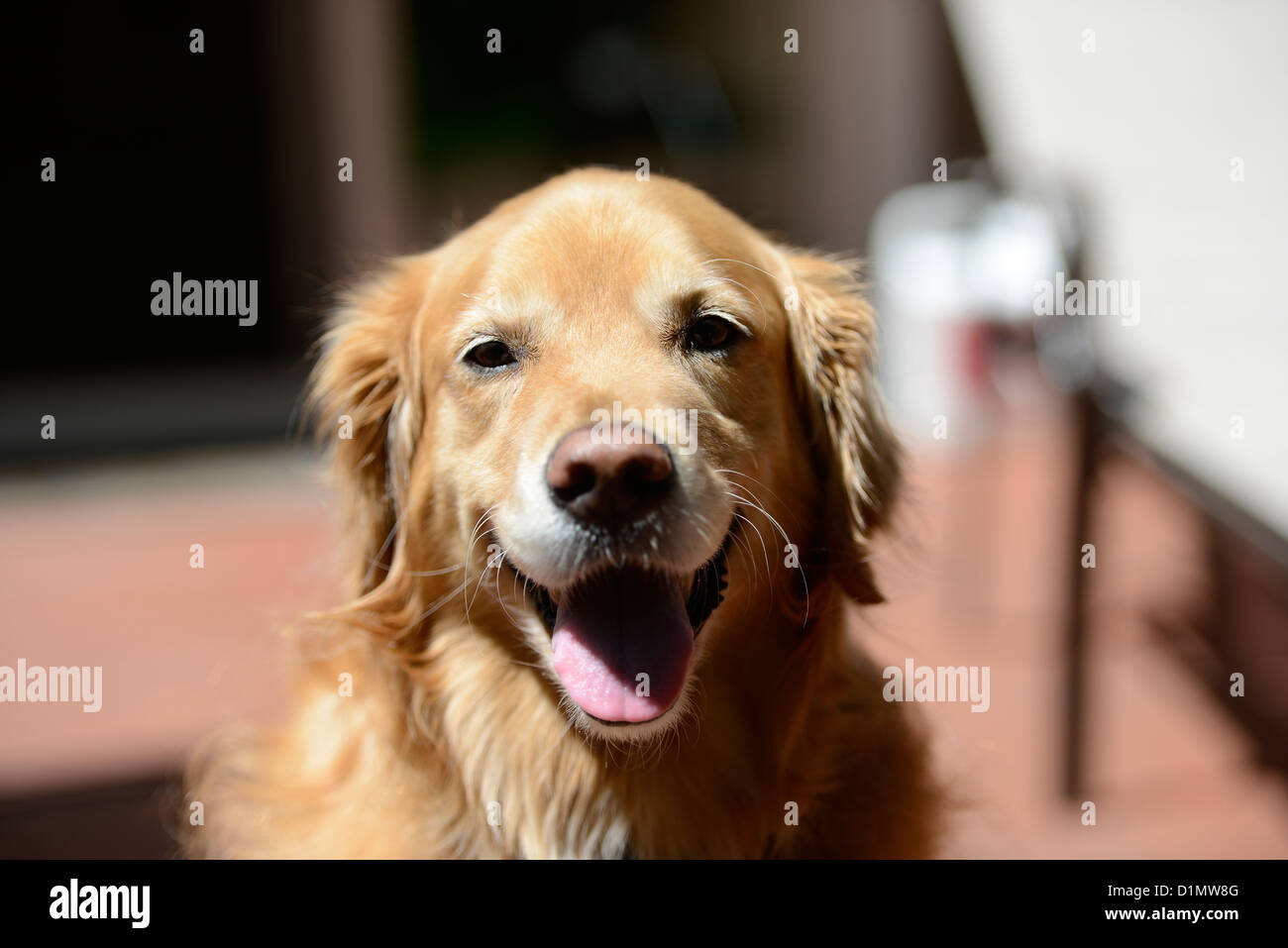 Un chien Golden Retriever jouant dans une arrière-cour. Banque D'Images
