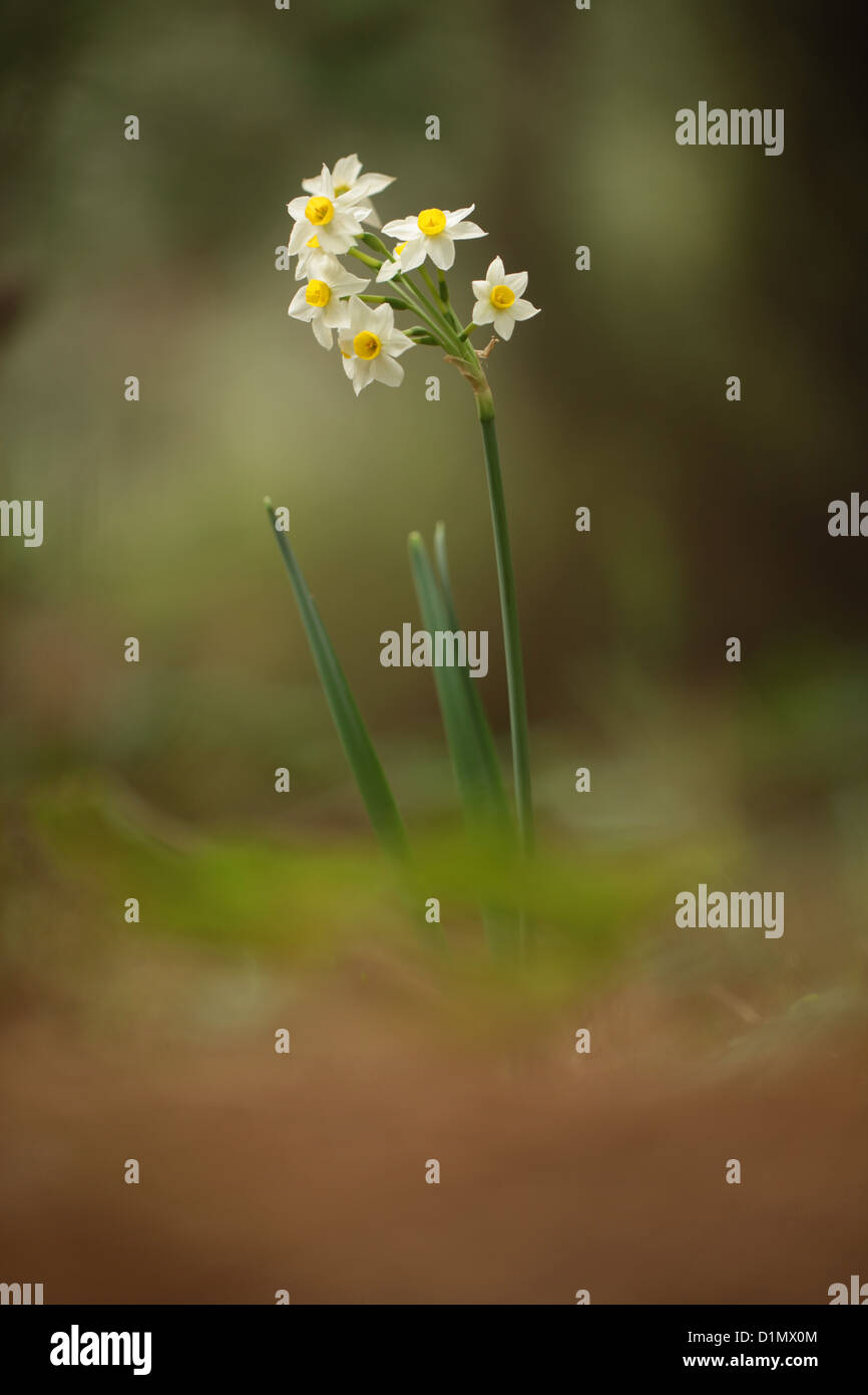 La JONQUILLE Narcissus tazetta (commune) photographié en Israël, en décembre Banque D'Images