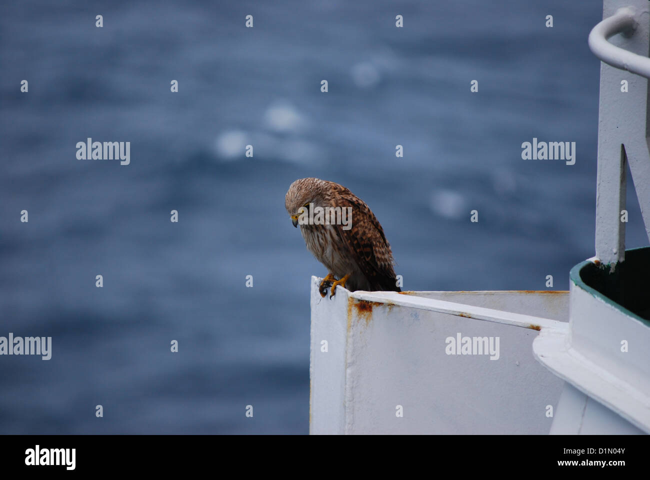 Kestrel perché sur le côté tribord on board 37 Point de la voile en mer du Nord de Cuxhaven à Immingham Banque D'Images