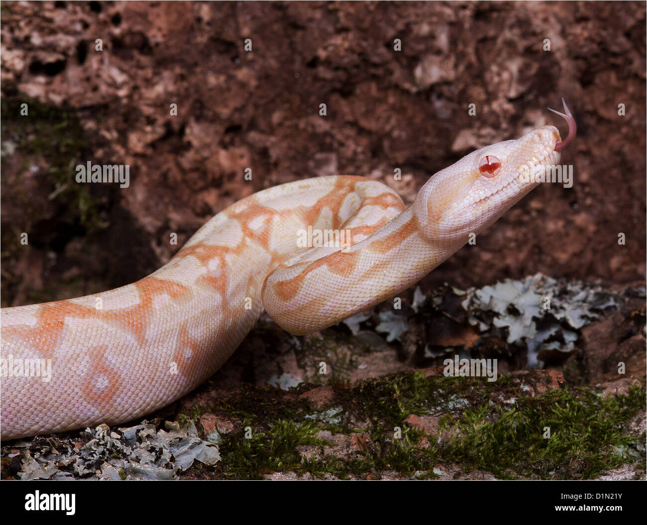 Boa albinos (Boa constrictor imperator morph) Banque D'Images