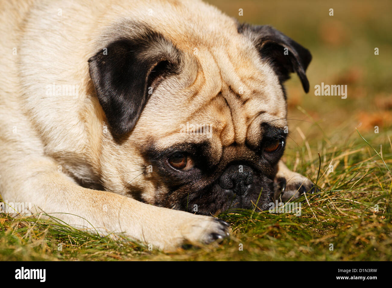 Pug dog animal couché dans l'herbe. Banque D'Images