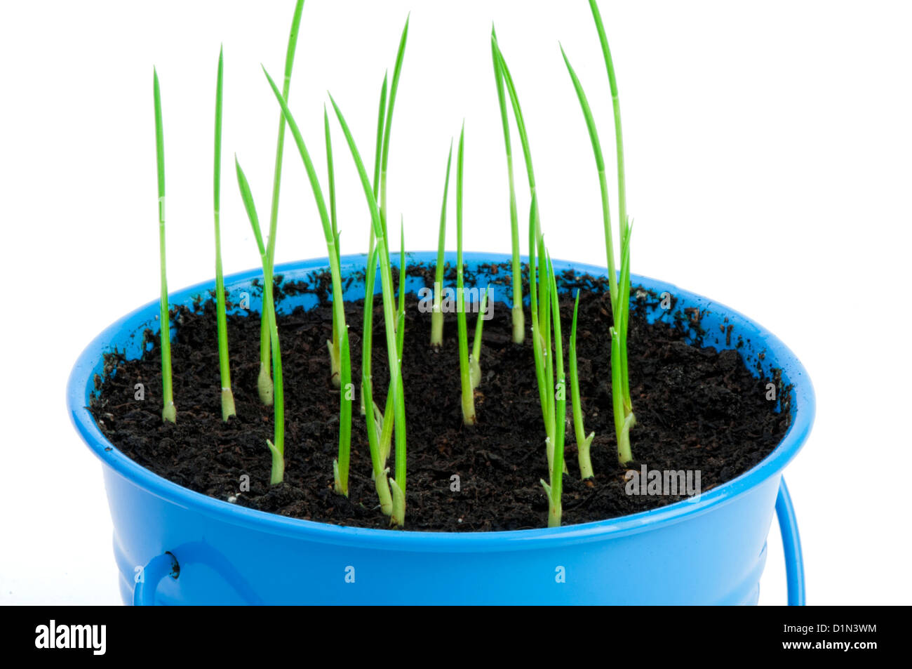 Les jeunes plantes en pot en pot bleu Banque D'Images