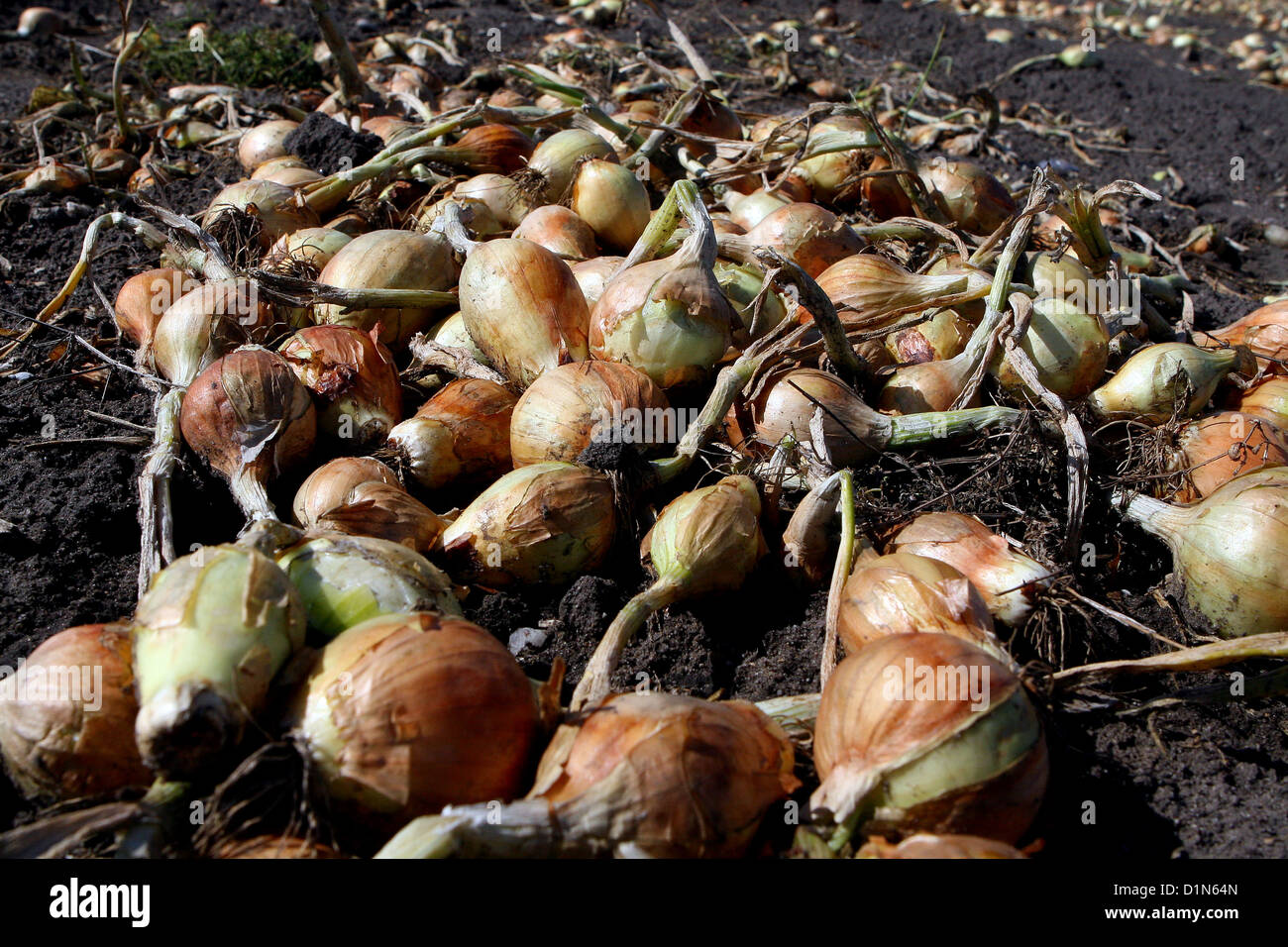 Oignon, séchage, champ, rang, plantation, Champ d'oignons, rang d'oignons, ferme d'oignons, oignons, agriculture Banque D'Images