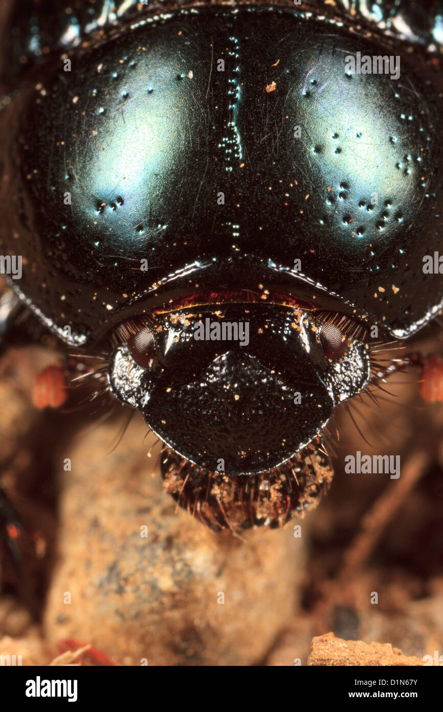 Terre plate scarabée (Geotrupes sp.) Banque D'Images