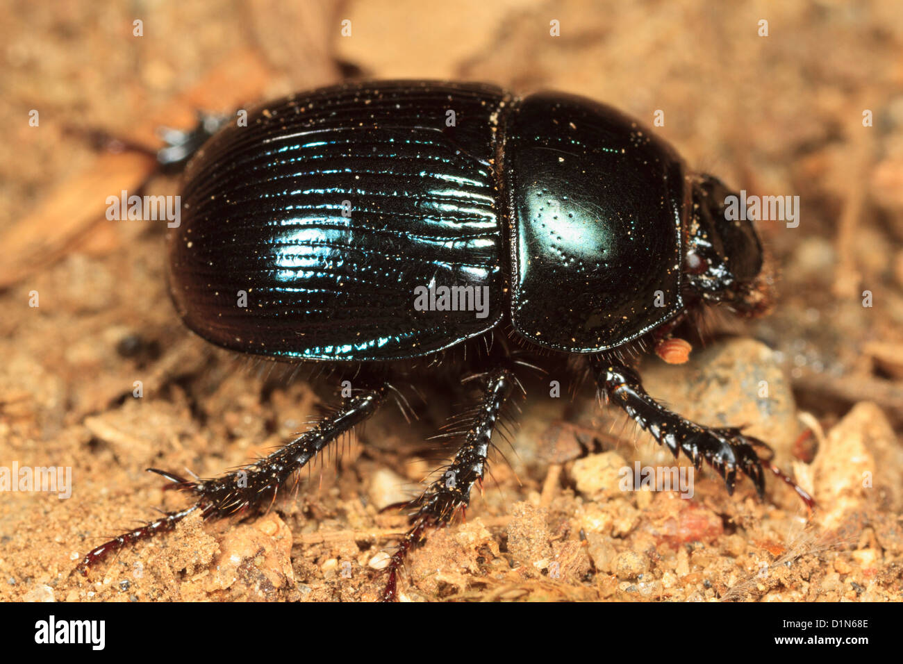 Terre plate scarabée (Geotrupes sp.) Banque D'Images