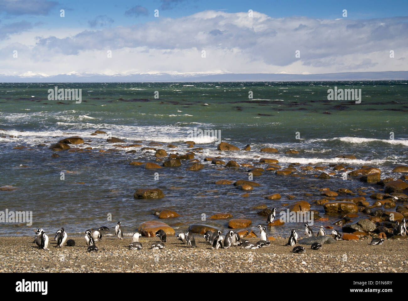 Les manchots de Magellan sur la rive d'Otway Sound, Patagonie, Chili Banque D'Images