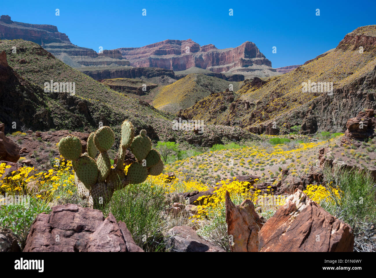 Oponce de l'est dans le Grand Canyon, Arizona. La couleur jaune sur les pentes est de Brittlebush plantes en fleurs. Banque D'Images