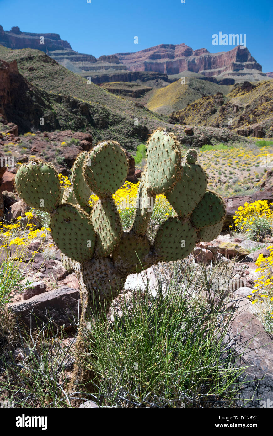 Oponce de l'est dans le Grand Canyon, Arizona. La couleur jaune sur les pentes est de Brittlebush plantes en fleurs. Banque D'Images
