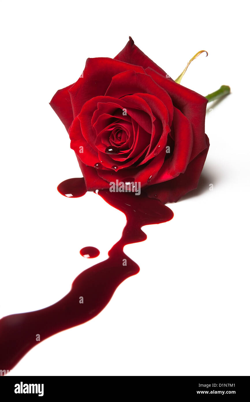 Rose rouge avec du sang coulant de son coeur Banque D'Images