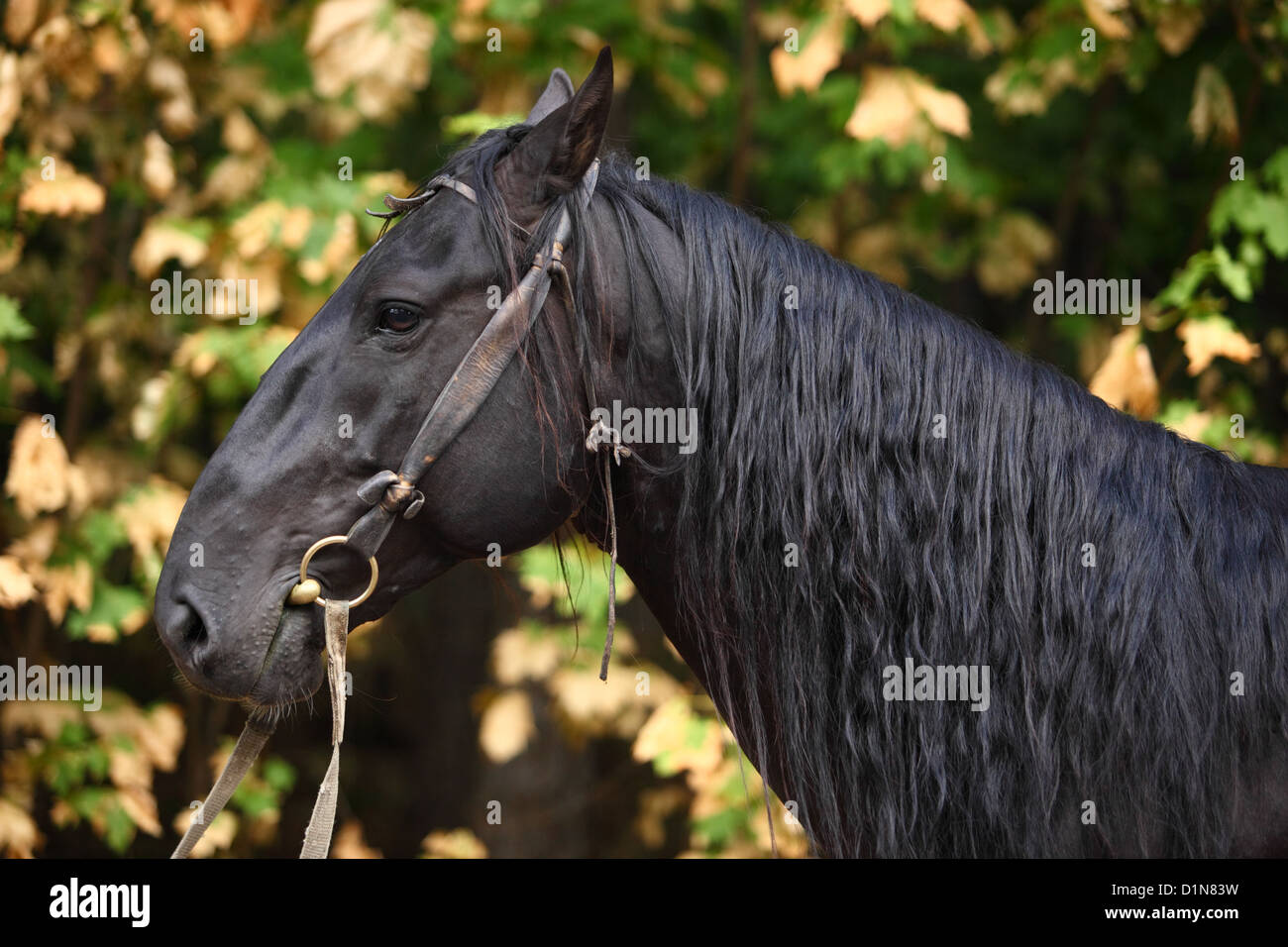 Tête de cheval noir Karachai portrait. Caucase du nord sont Karachai race Banque D'Images