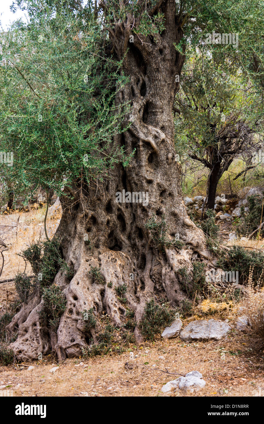 Olivier millénaire tronc, Kalymnos, Grèce Banque D'Images