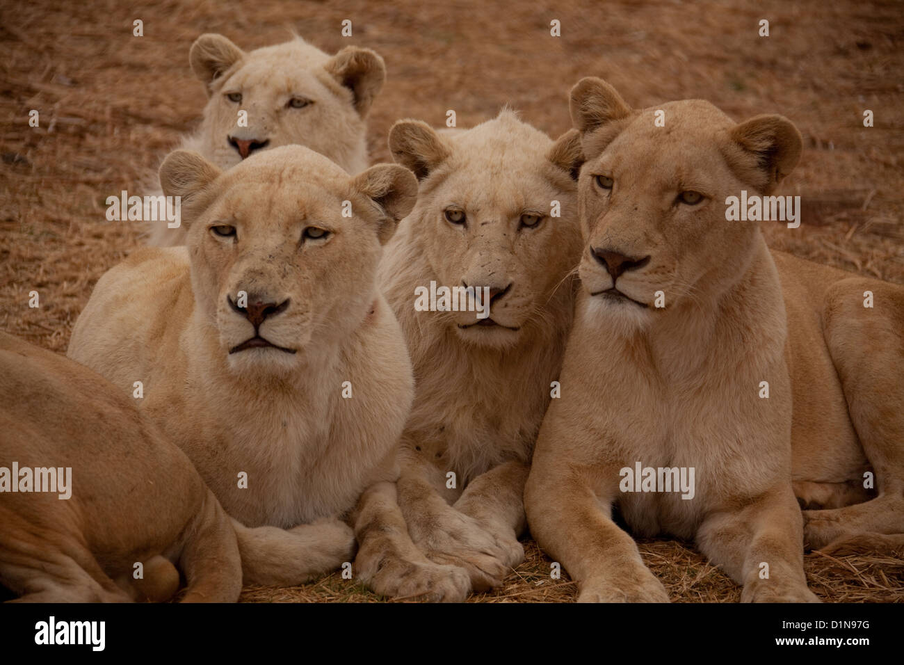 Les jeunes lions blancs au Lion et Rhino Park Afrique du Sud Banque D'Images