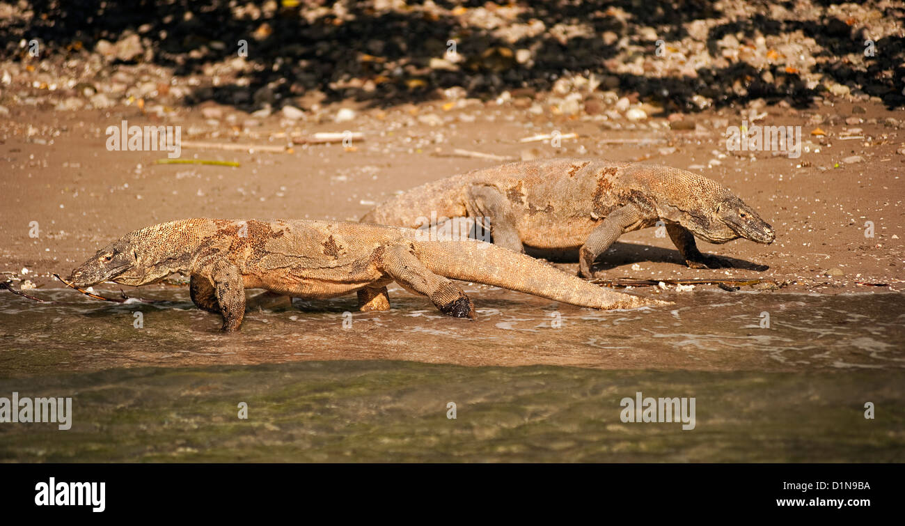 Les dragons de Komodo, Varanus Komodensis, dans Rincha Island, Indonésie. Banque D'Images