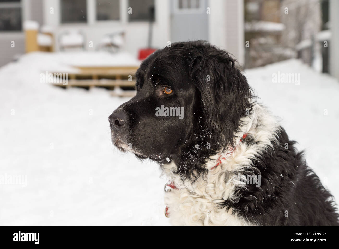 Un noir et blanc gros dog dans un jardin enneigé. Banque D'Images