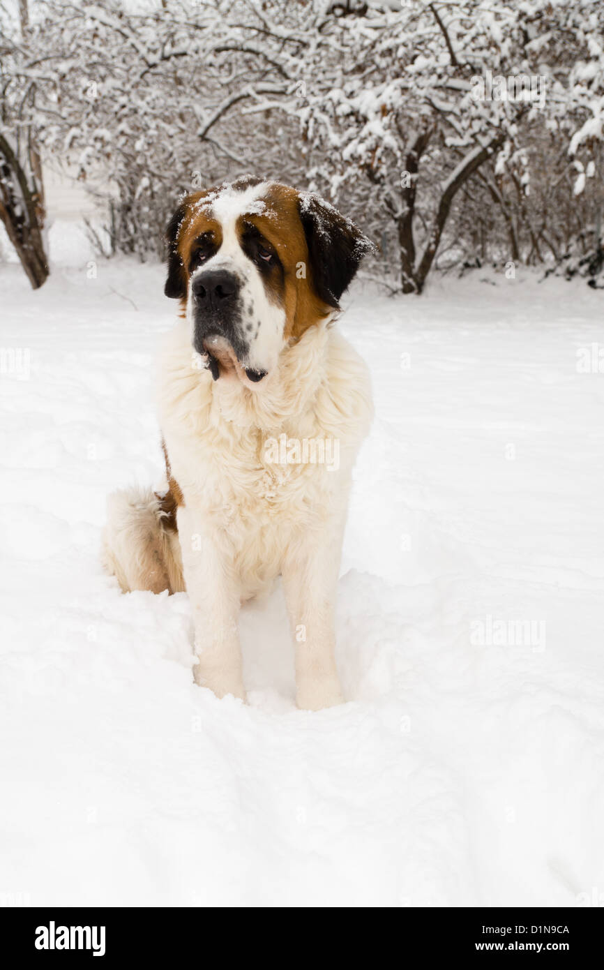 Un chien de race Saint Bernard se trouve dans une cour remplie de neige Banque D'Images