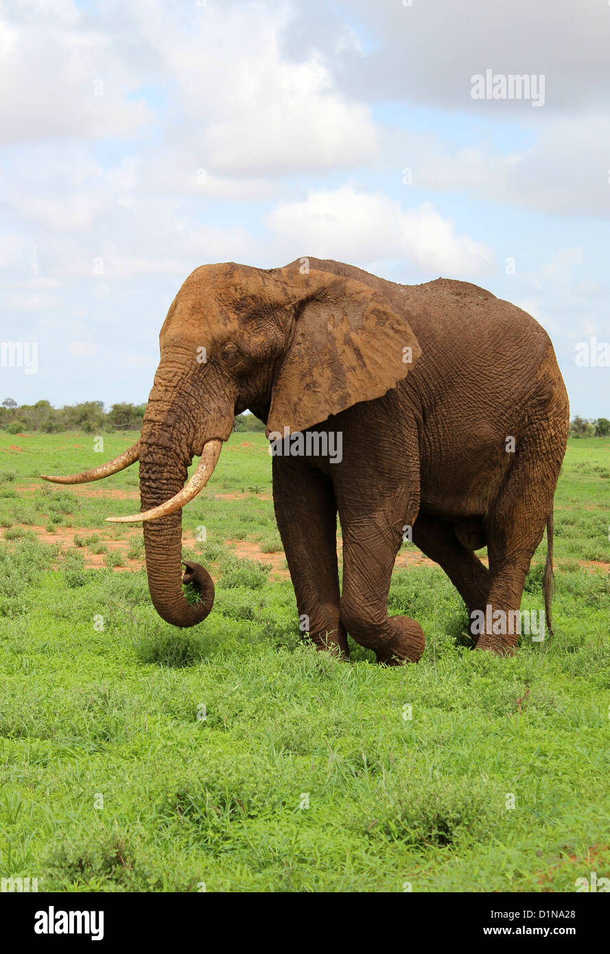 L'éléphant, l'éléphant africain, l'Est de Tsavo National Park, Kenya, Africa Banque D'Images