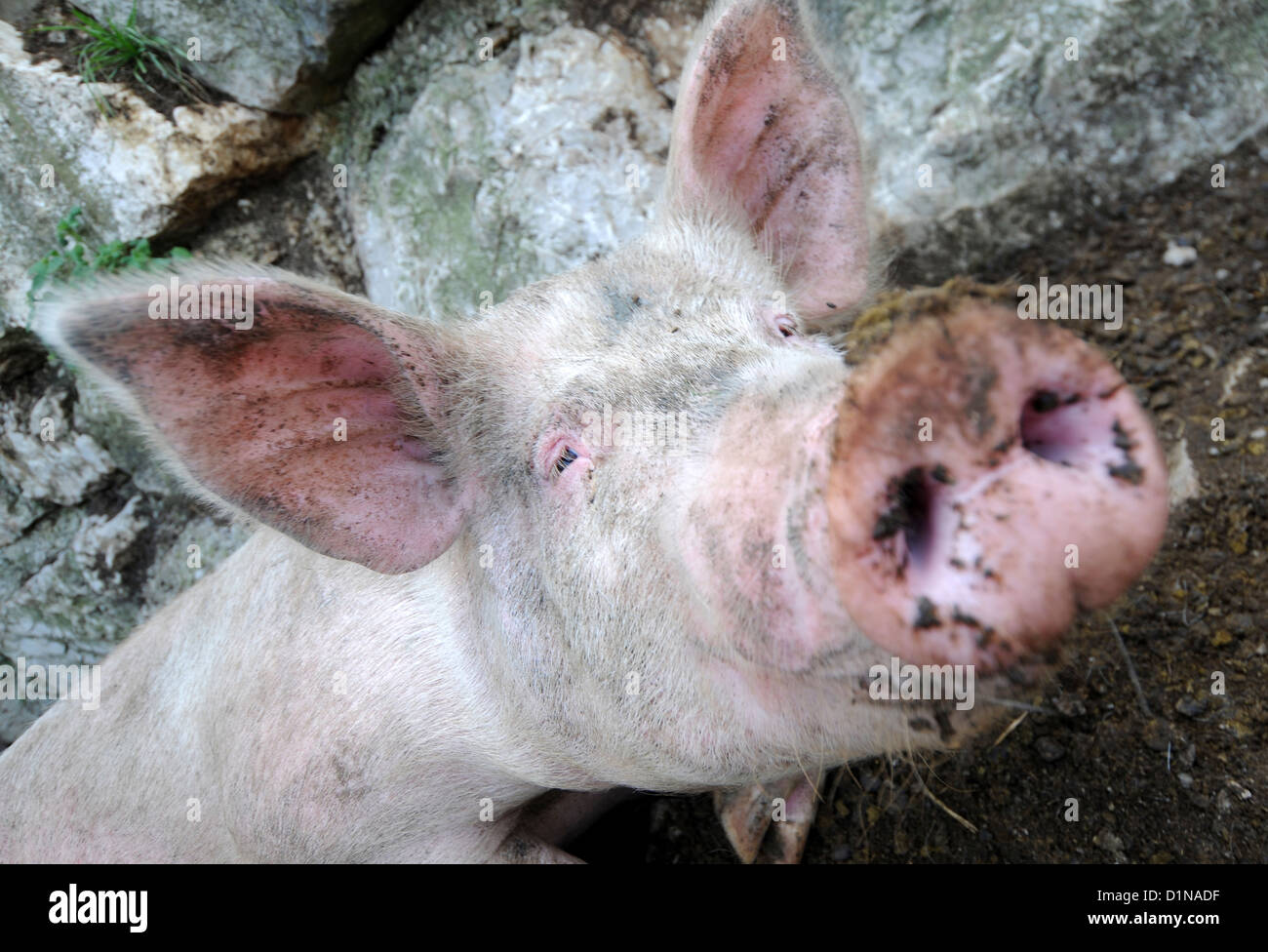 Museau de cochon Banque D'Images