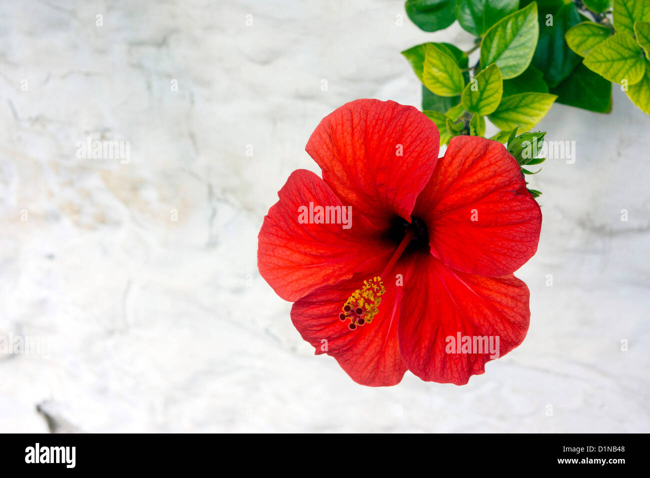 Fleur d'hibiscus rouge unique contre mur blanc Banque D'Images