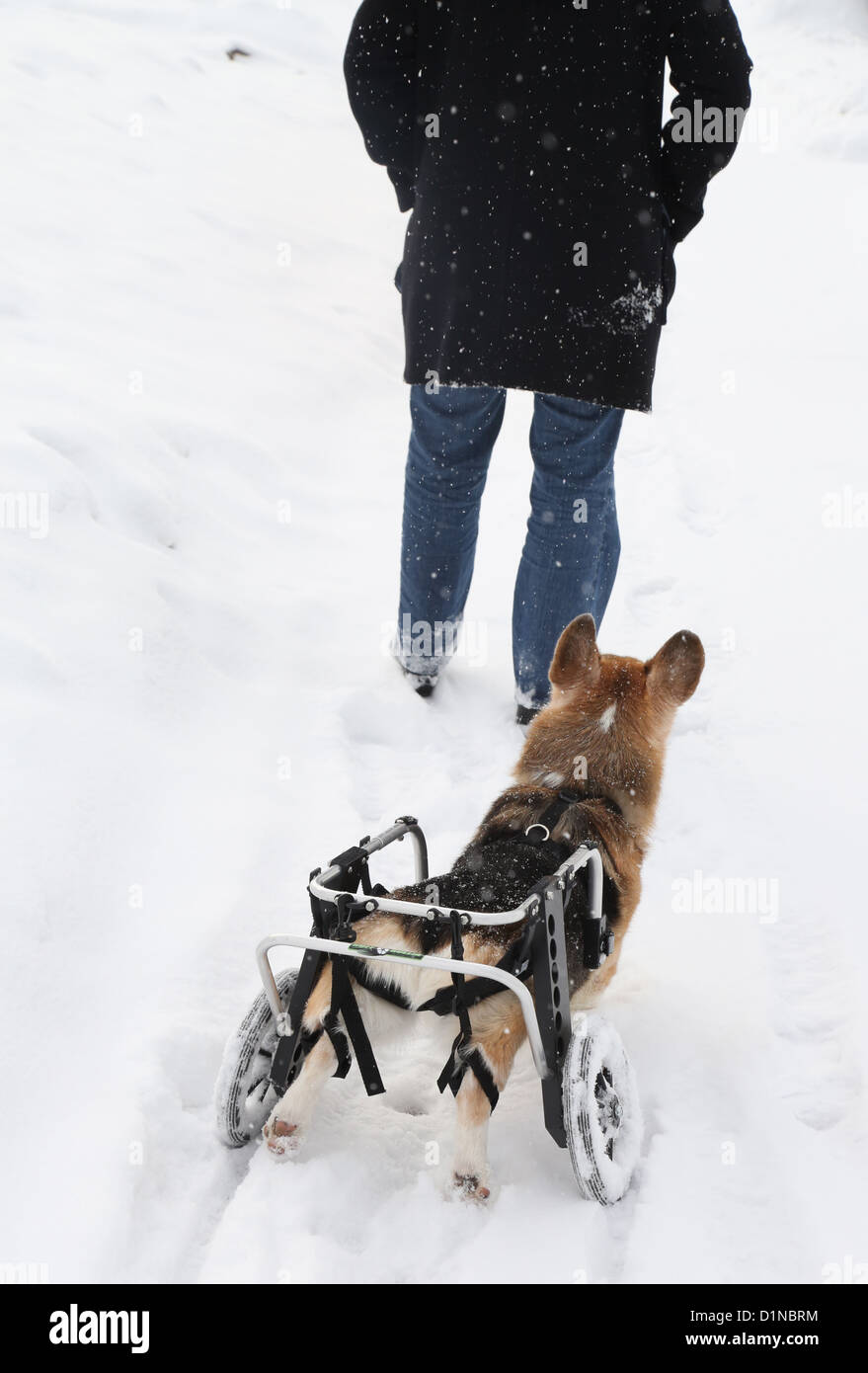Un chien dans un panier suite à son propriétaire au cours d'une balade dans la neige. Banque D'Images
