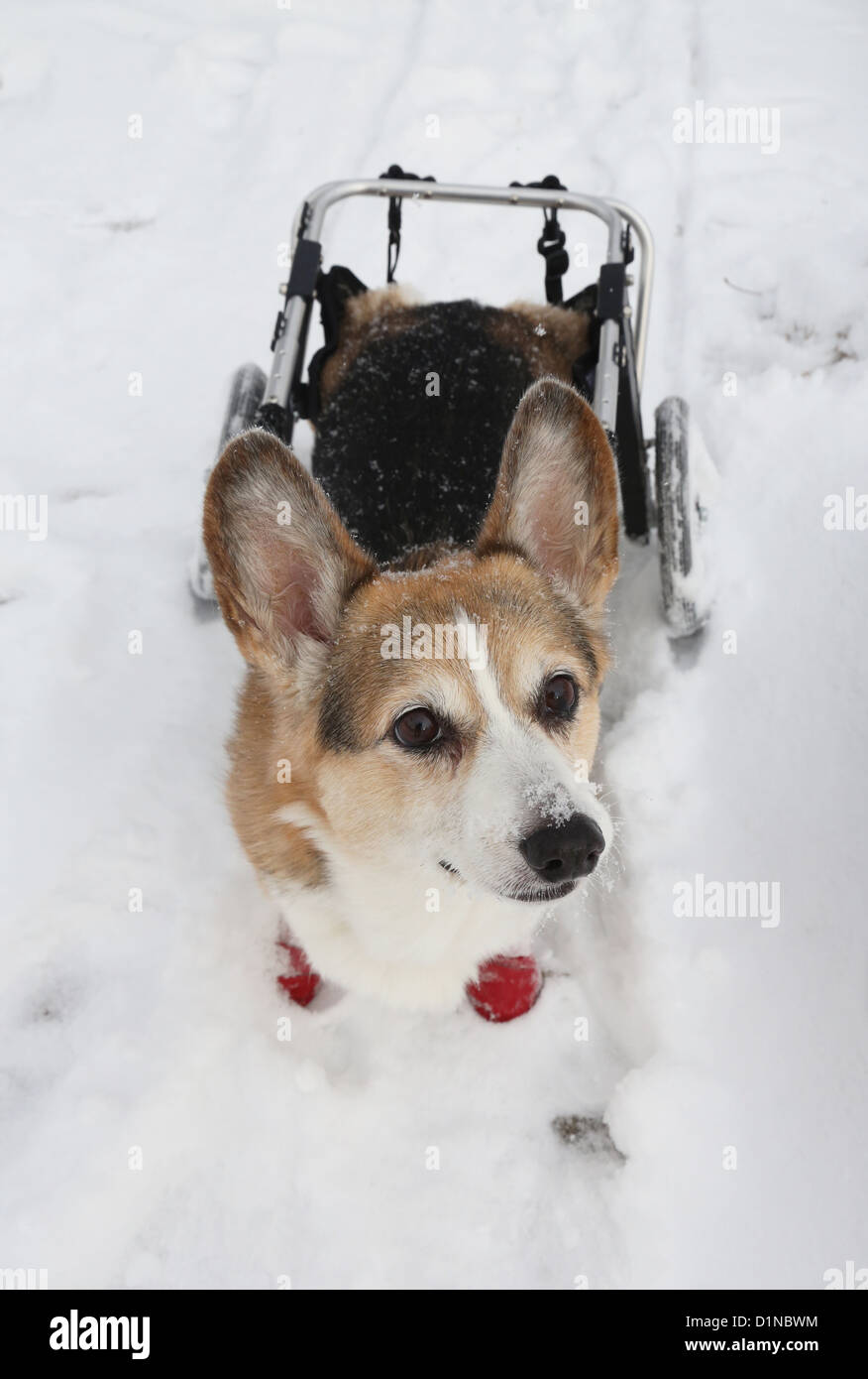 Un chien avec un panier dans la neige. Banque D'Images