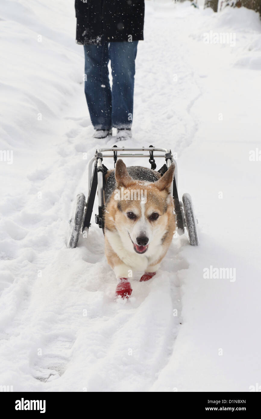 Une bonne mobilité chien avec un panier de marcher dans la neige en face de son propriétaire. Banque D'Images