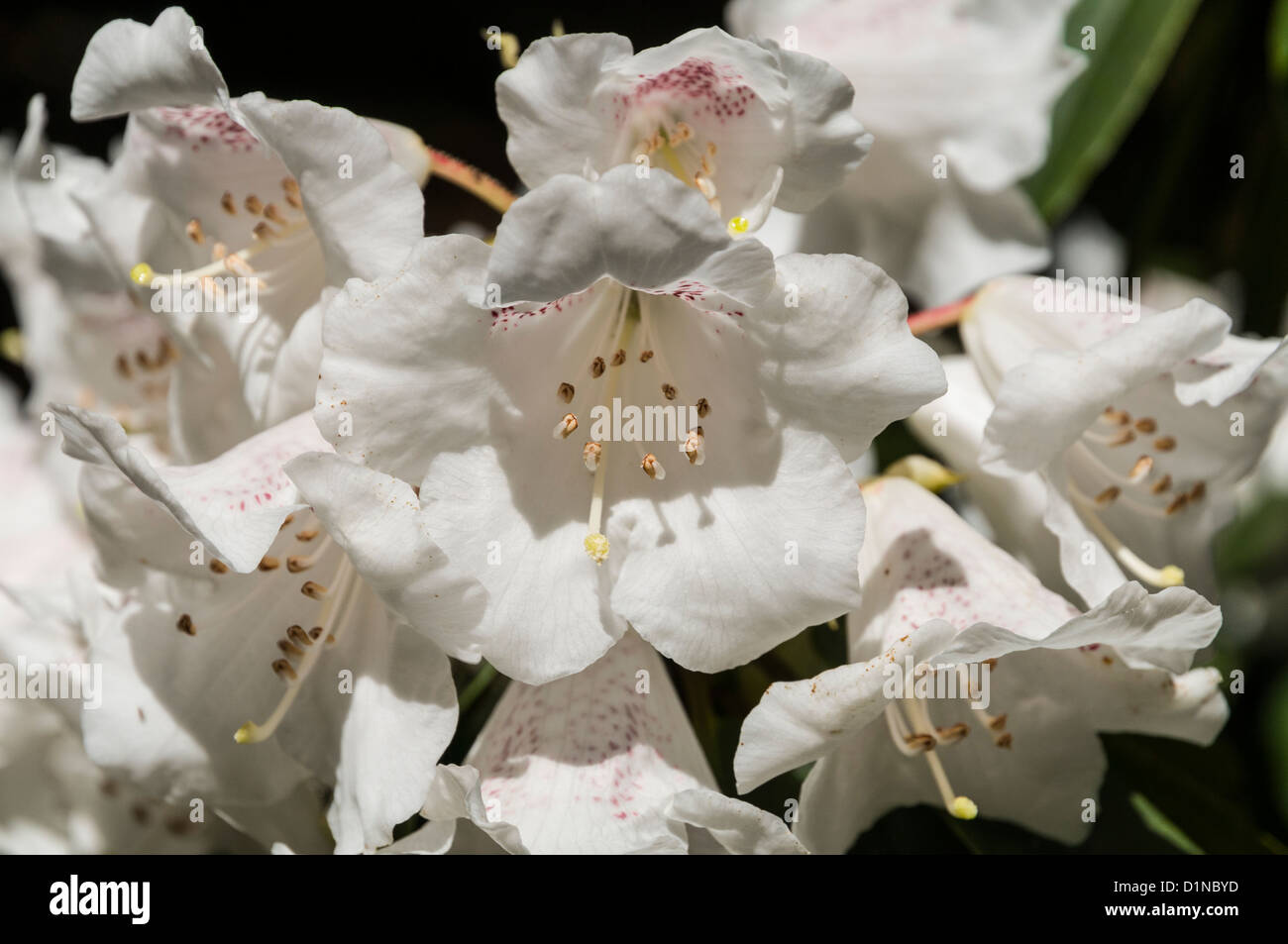 Libre de rhododendrons blancs Benmore Gardens nr Dunoon ARGYLL & BUTE Ecosse Banque D'Images