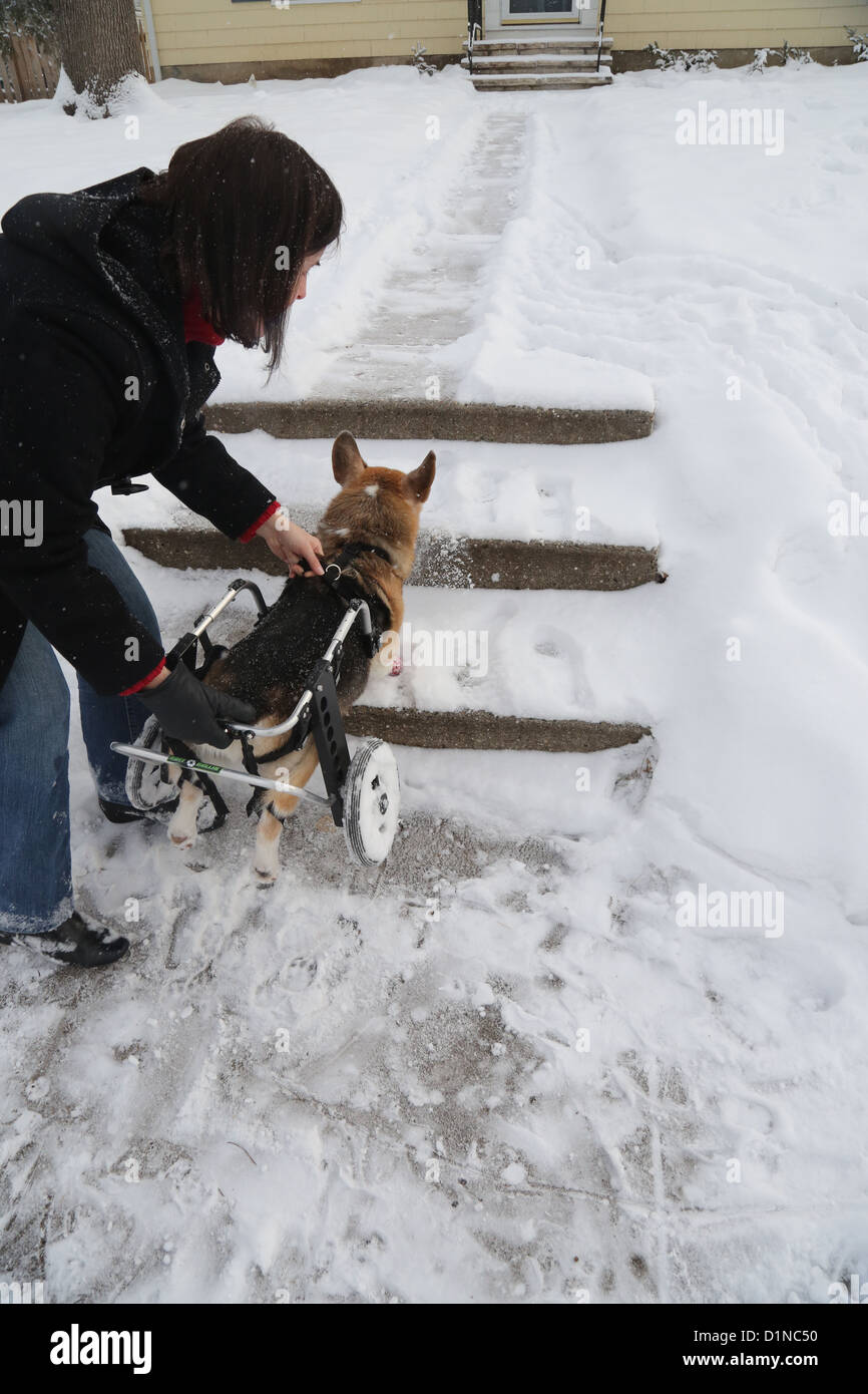 Une femme aidant sa mobilité chien jusqu'à leur chambre. Banque D'Images