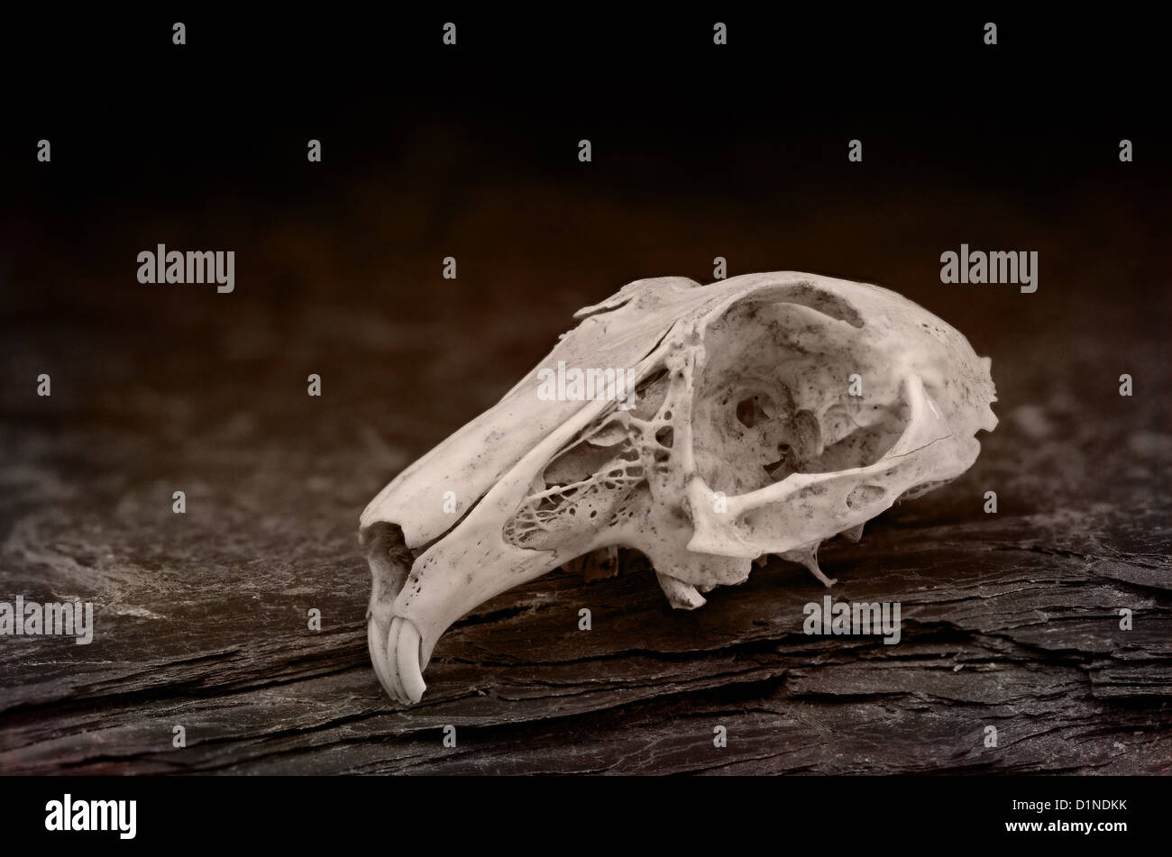 Weathered crâne de lapin montrant la ligne de suture des os du crâne et de l'anatomie de la région nasale crâne structure physiologie Banque D'Images