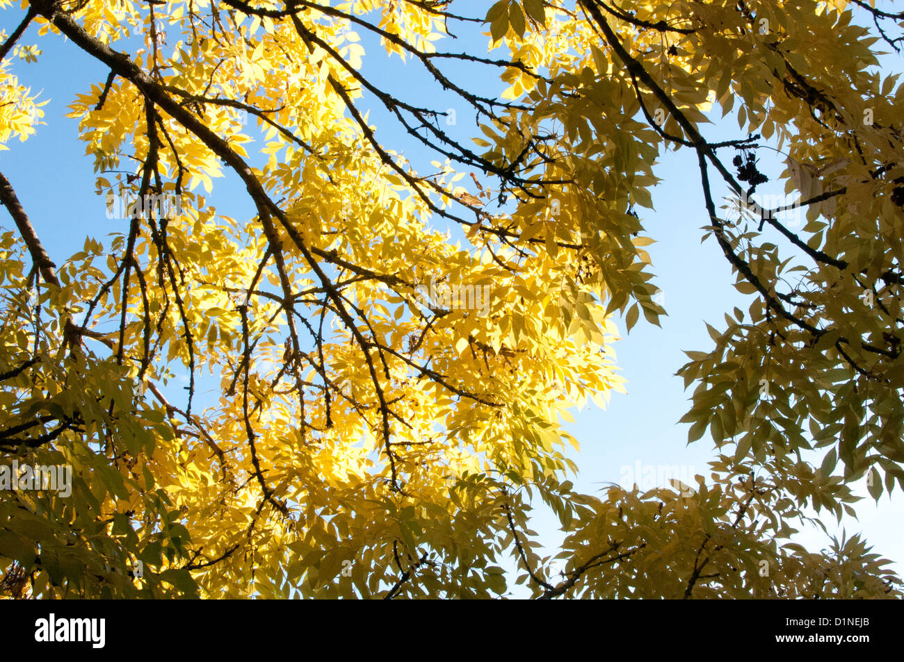 Les branches d'arbres dans la lumière du soleil Banque D'Images