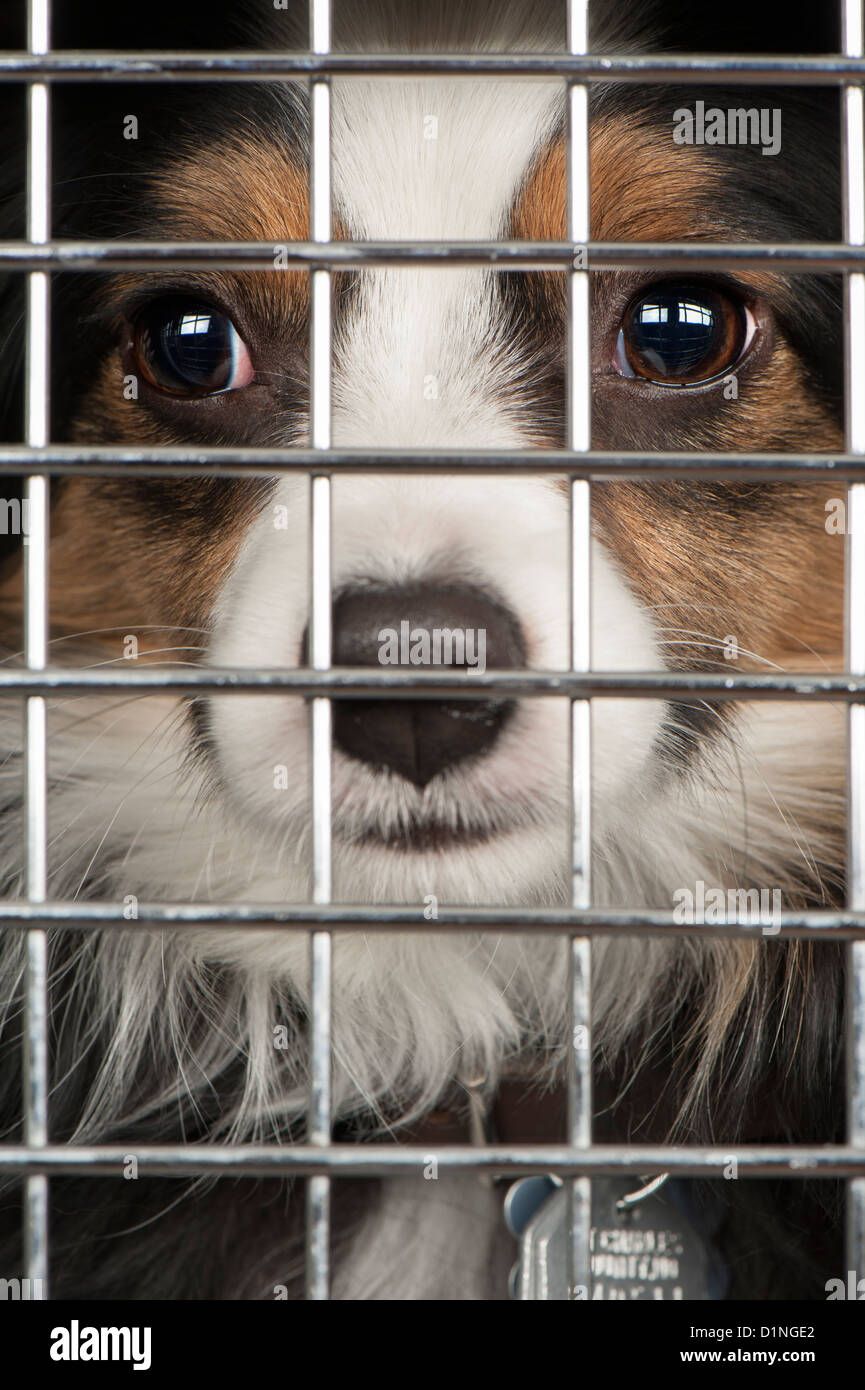 Libre d'un chien à la recherche à travers les barreaux d'une cage Banque D'Images