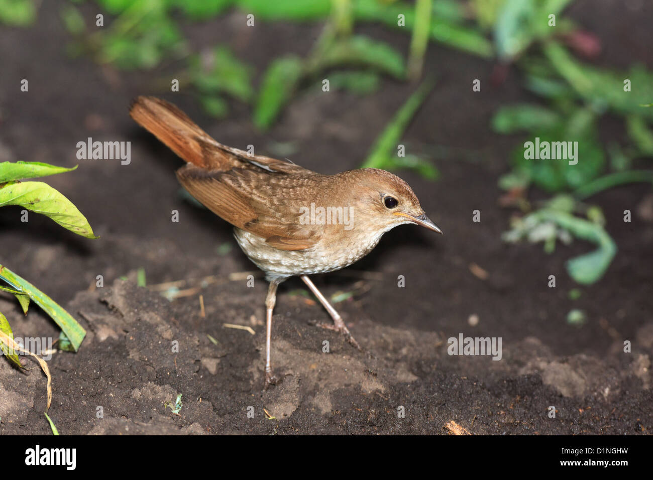 Des oiseaux sauvages sur un terrain. La photographie de la faune. Luscinia luscinia Thrush, Nightingale. Banque D'Images