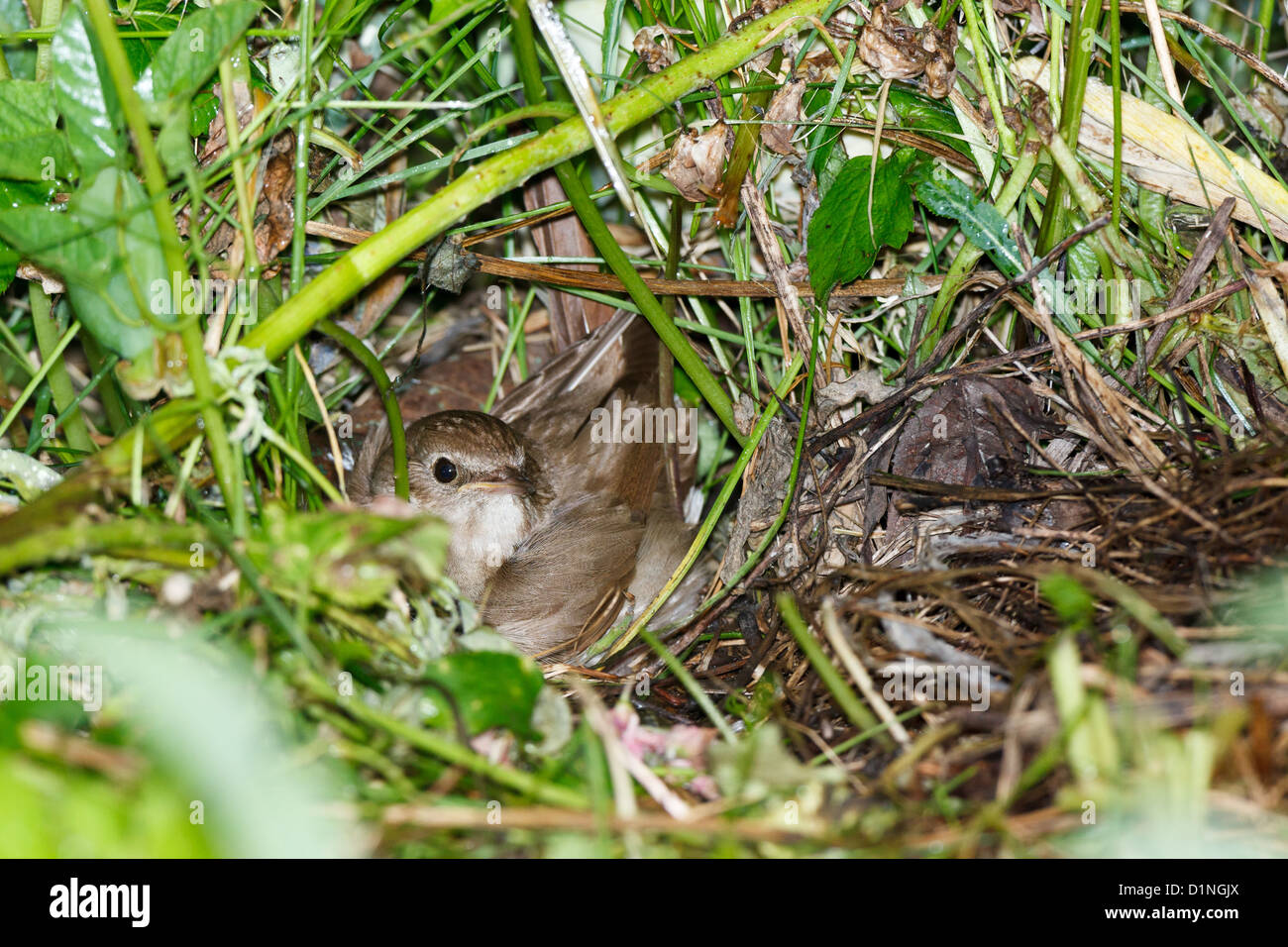 Bird se réchauffe ses poussins dans le nid. Luscinia luscinia Thrush, Nightingale. Banque D'Images
