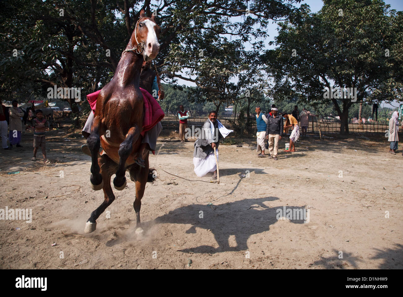 L'équitation au marché du bétail à Sonepur Mela, Bihar, Inde Banque D'Images