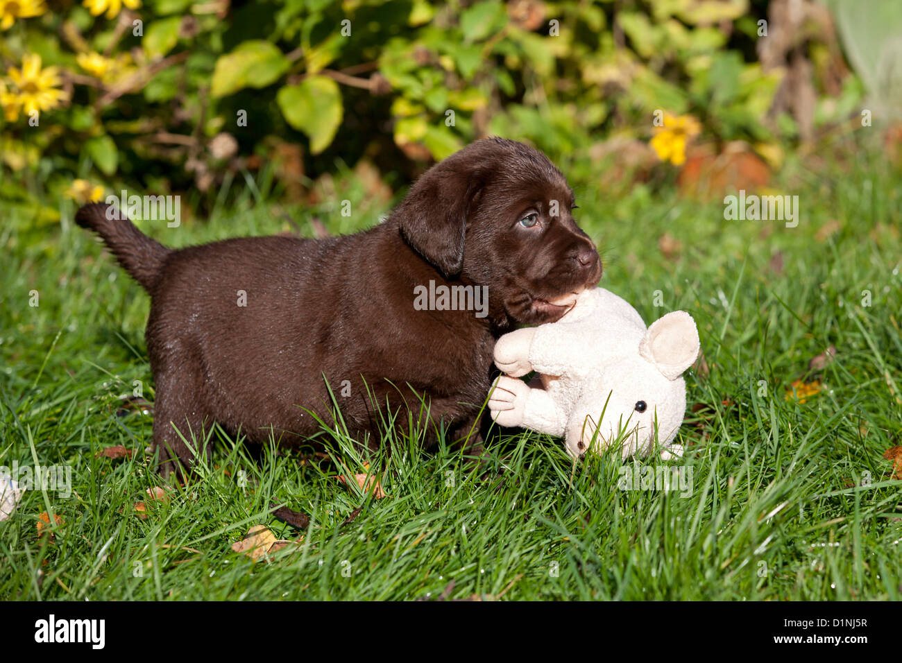 Brown Labrador Retriever chiot avec soft toy Banque D'Images