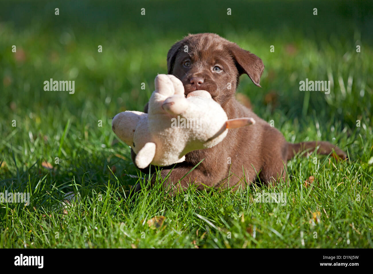 Brown Labrador Retriever chiot avec soft toy Banque D'Images