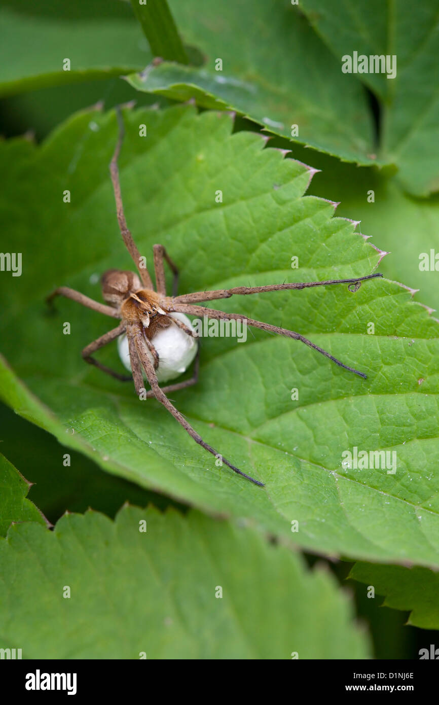 Spider web pépinière cocoon / Pisaura mirabilis avec Banque D'Images
