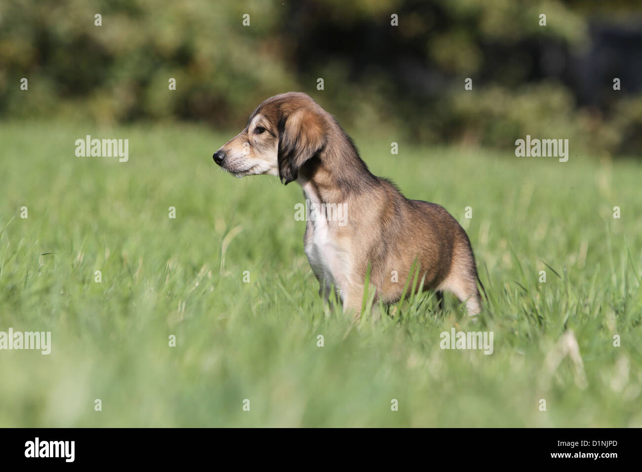 Saluki chien / chiot Greyhound Perse dans un pré Banque D'Images