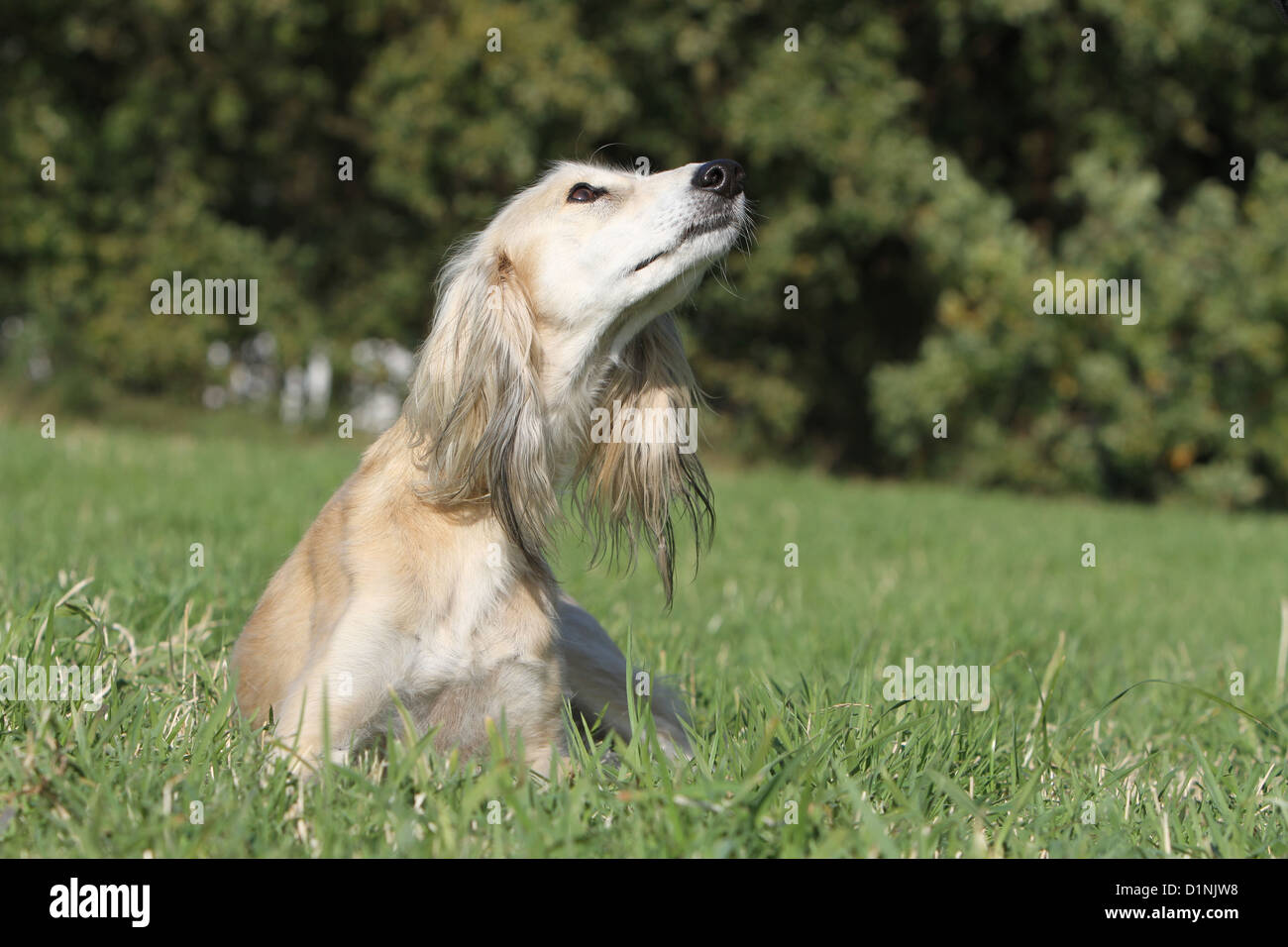 Chien lévrier persan / Saluki allongé sur un pré adultes Banque D'Images