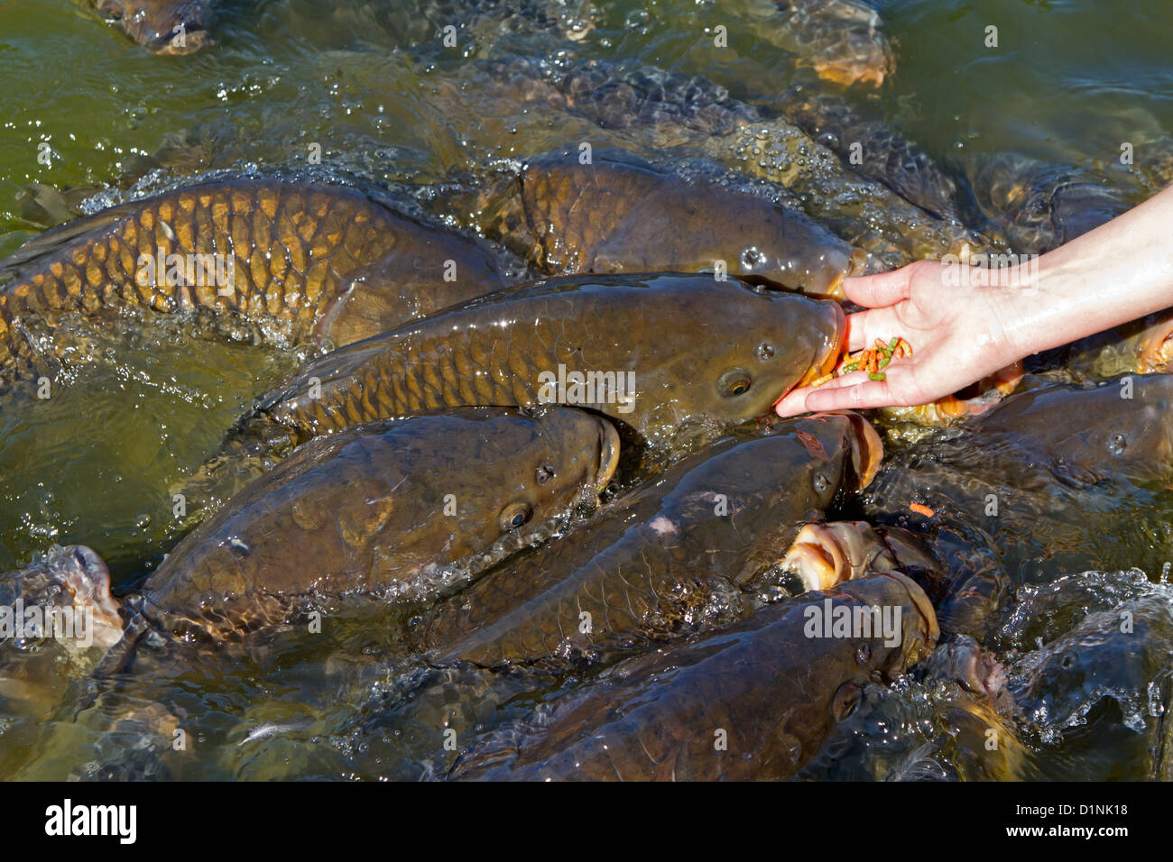 La carpe commune (Cyprinus carpio) Banque D'Images