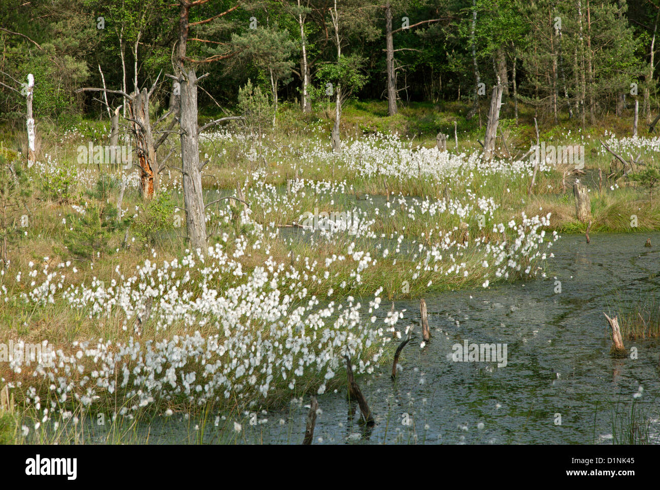 Fleurs de coton de l'commune / Eriophorum angustifolium Banque D'Images