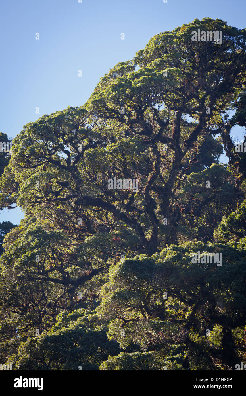 Cloudforest dans parc national La Amistad, Chiriqui province, République du Panama. Banque D'Images